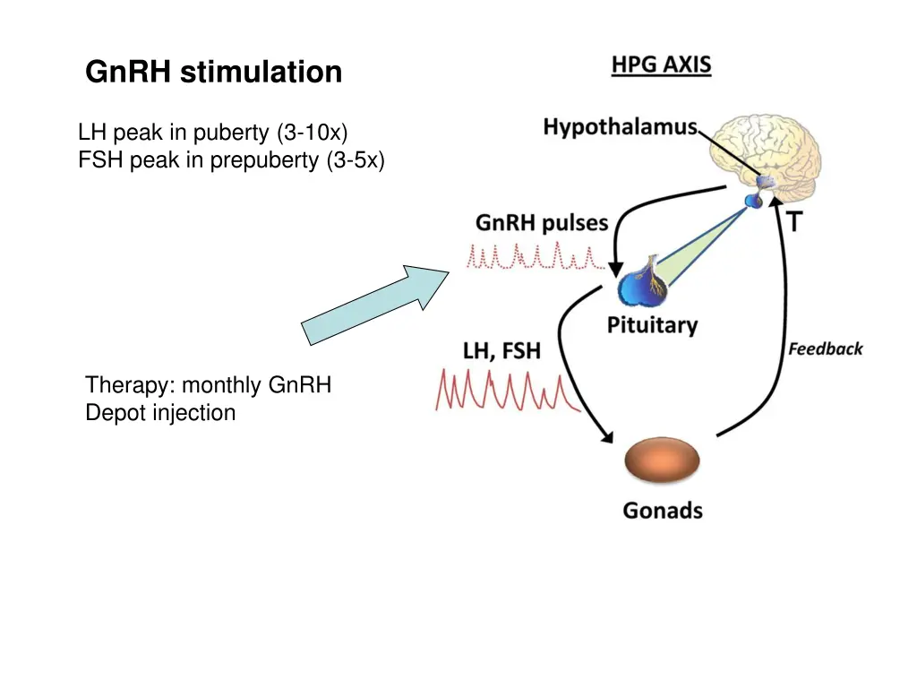gnrh stimulation