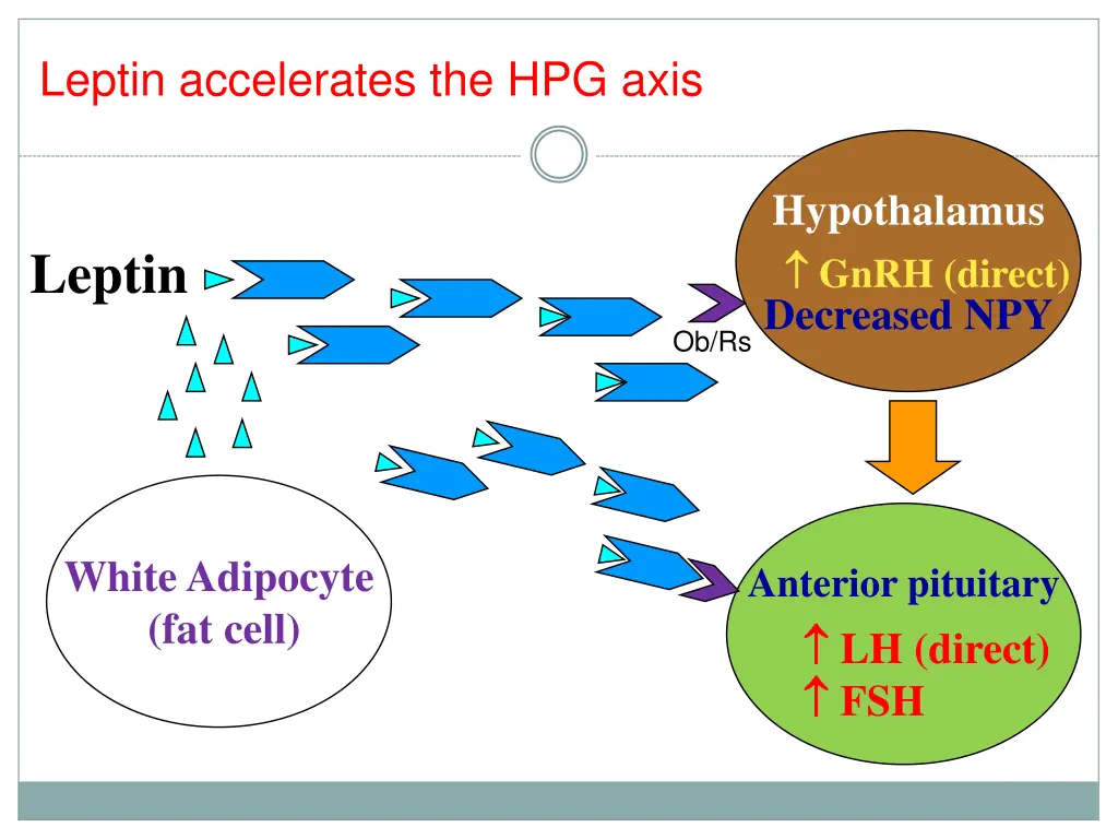 leptin accelerates the hpg axis