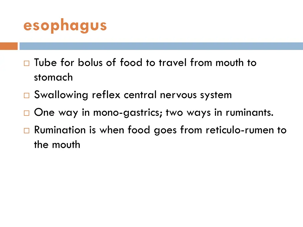 esophagus