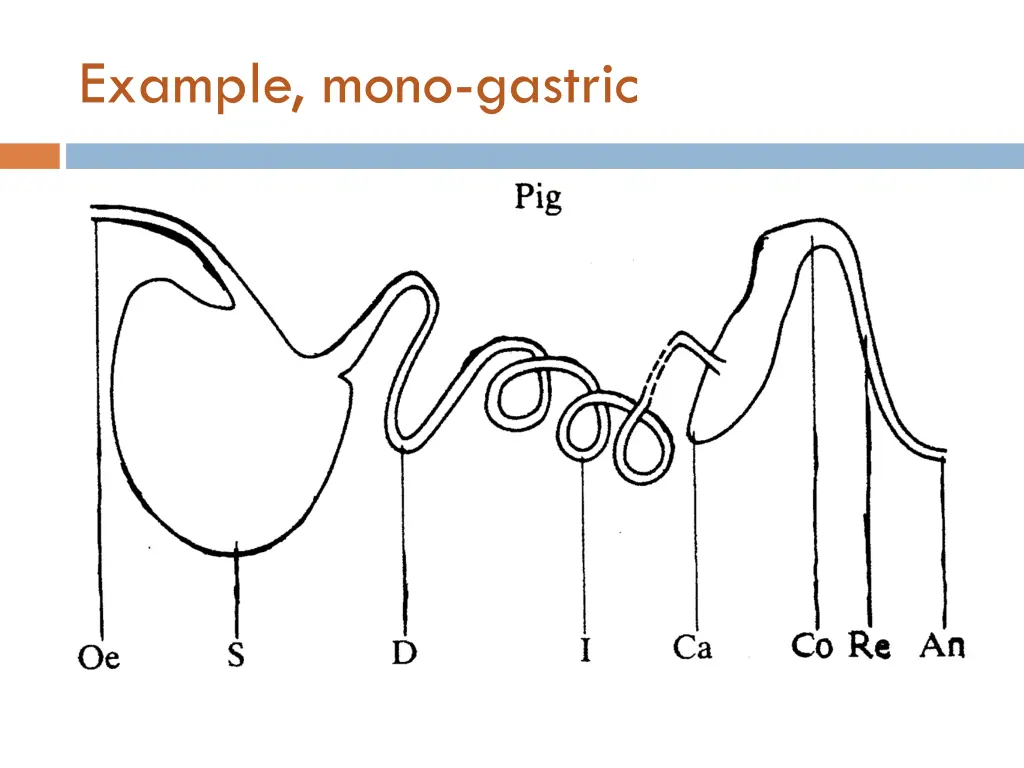 example mono gastric