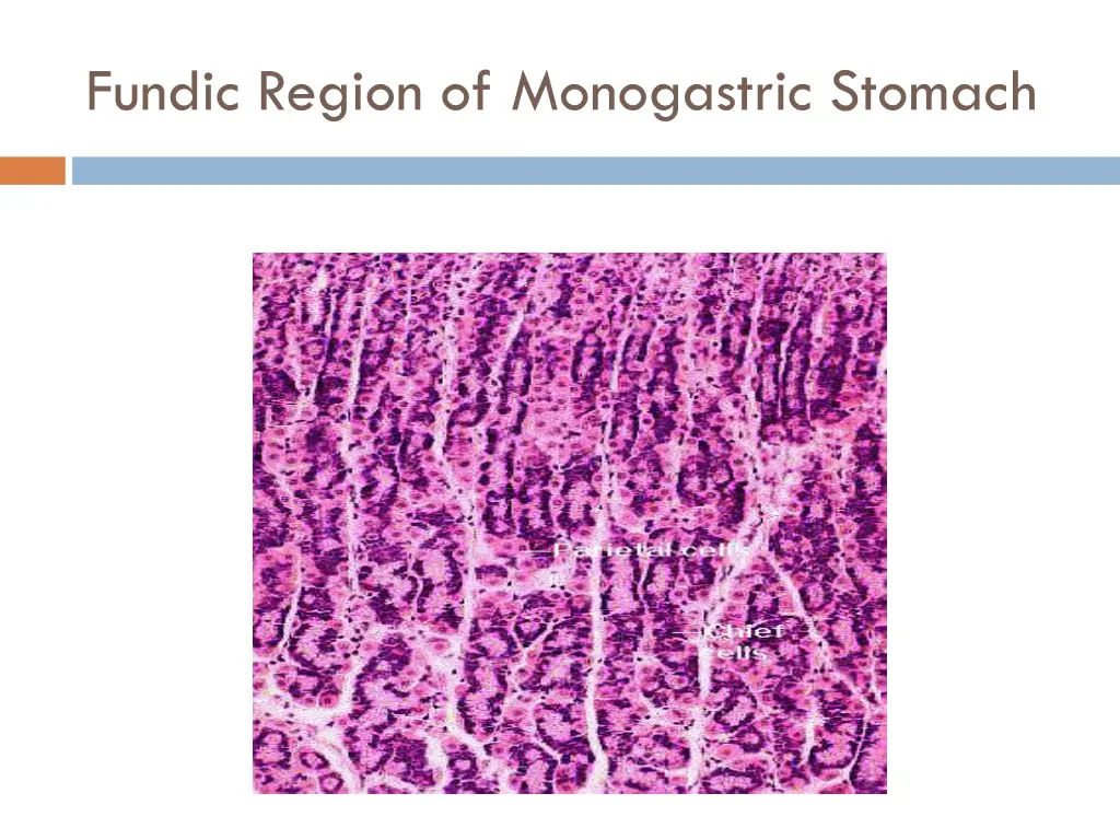 fundic region of monogastric stomach