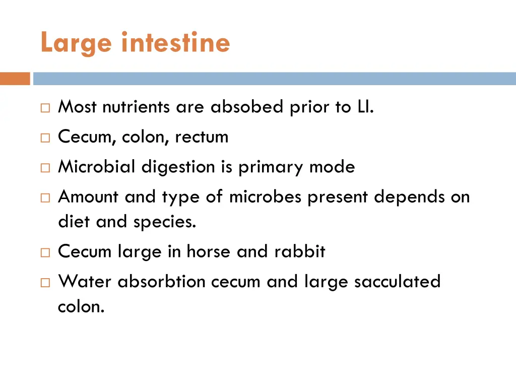 large intestine