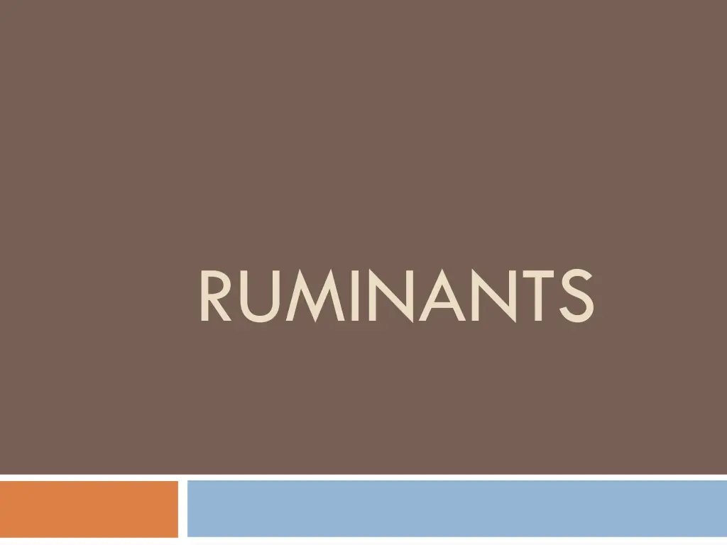 ruminants