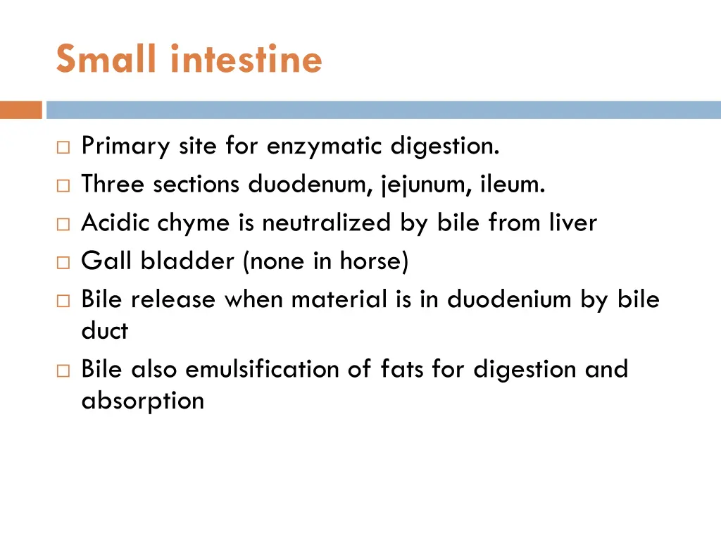 small intestine