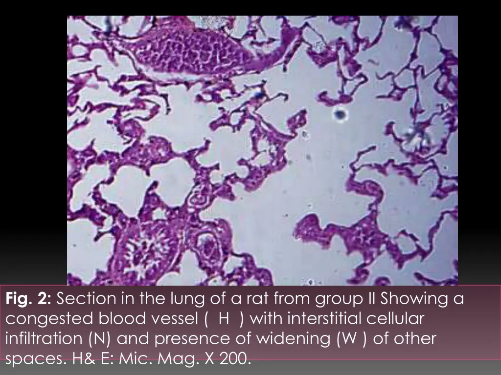 fig 2 section in the lung of a rat from group