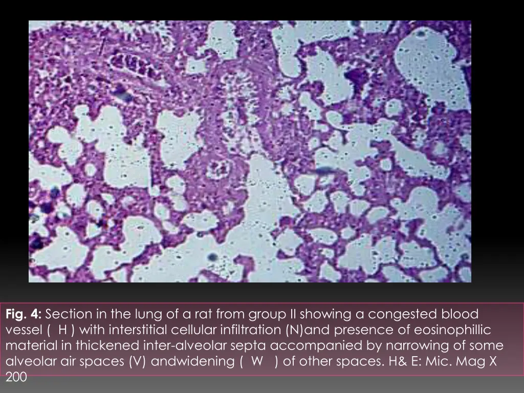 fig 4 section in the lung of a rat from group