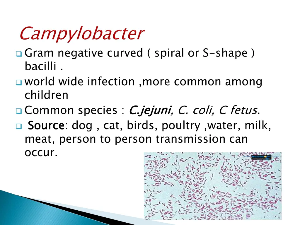 gram negative curved spiral or s shape bacilli