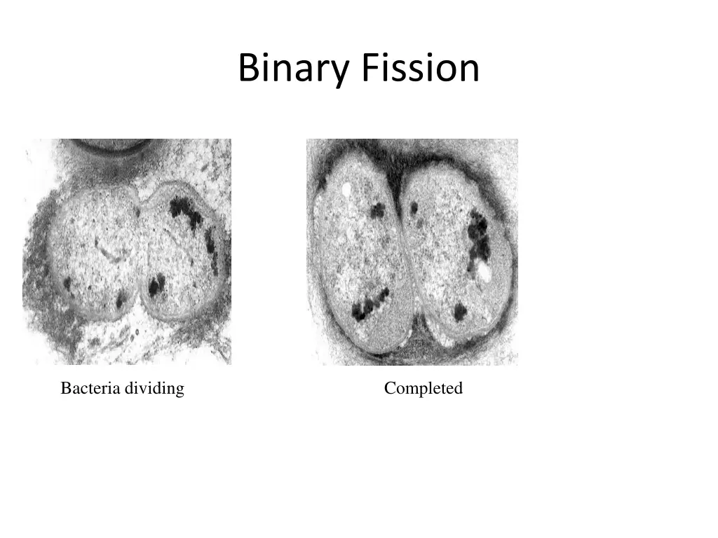 binary fission