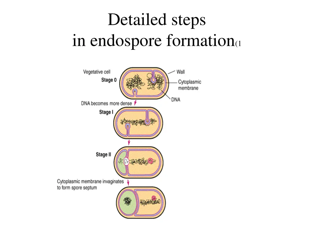 detailed steps in endospore formation 1