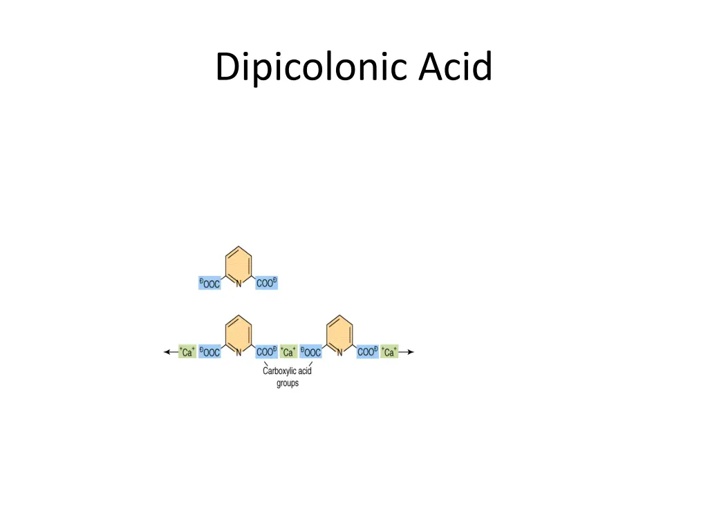 dipicolonic acid