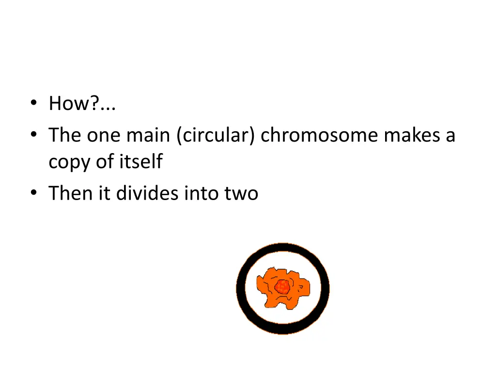 how the one main circular chromosome makes a copy