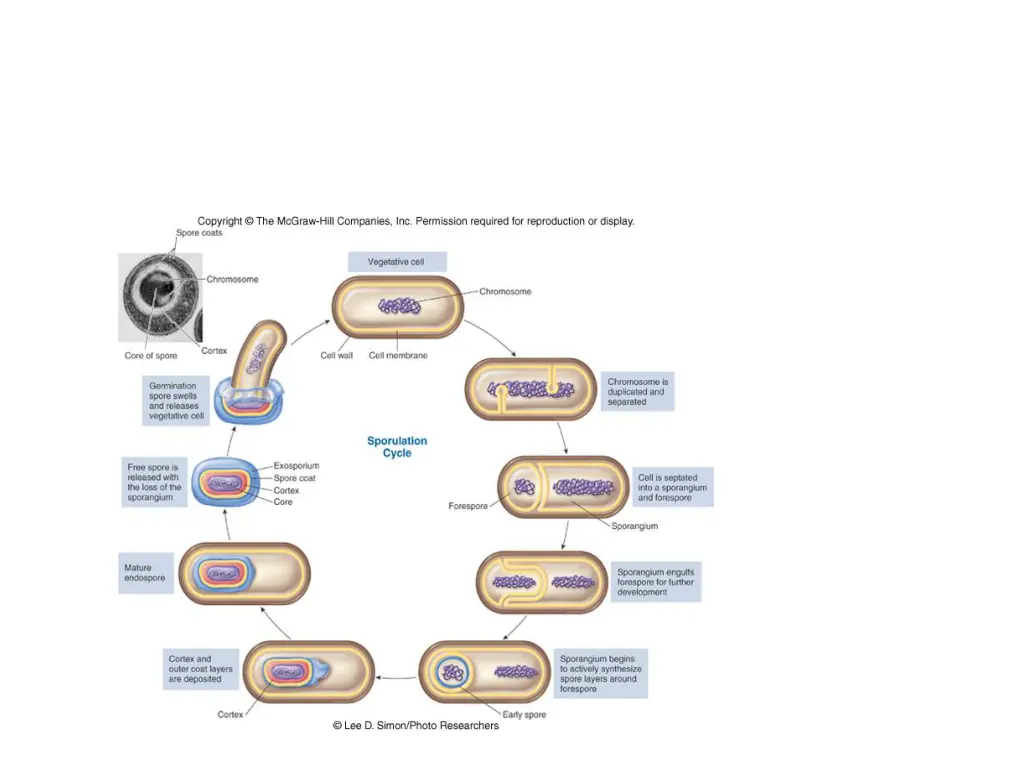 slide17