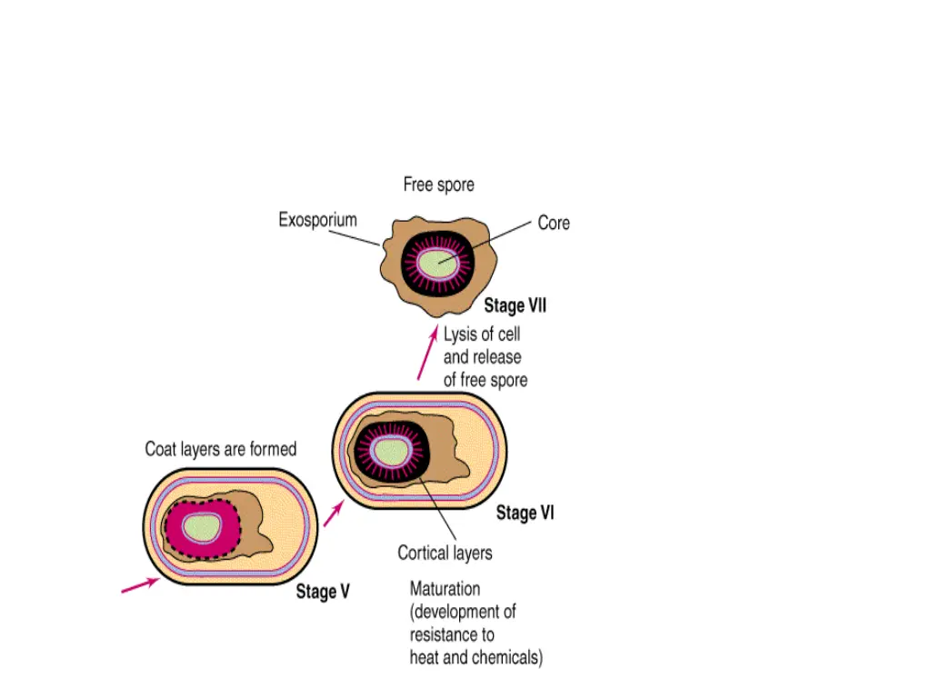 slide21