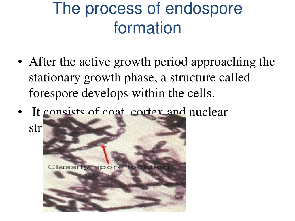 the process of endospore formation