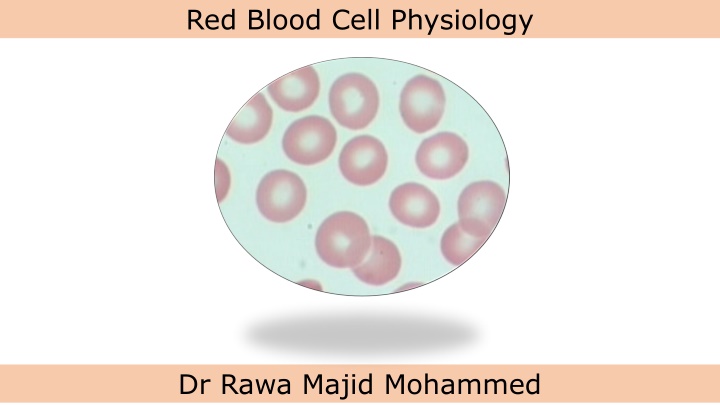 red blood cell physiology