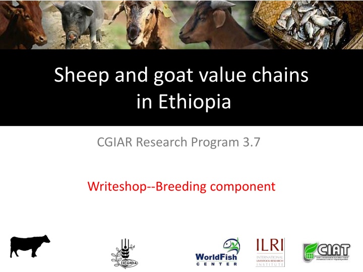 sheep and goat value chains in ethiopia