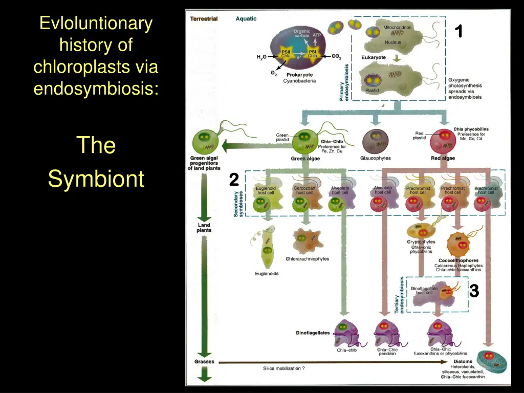evloluntionary history of chloroplasts