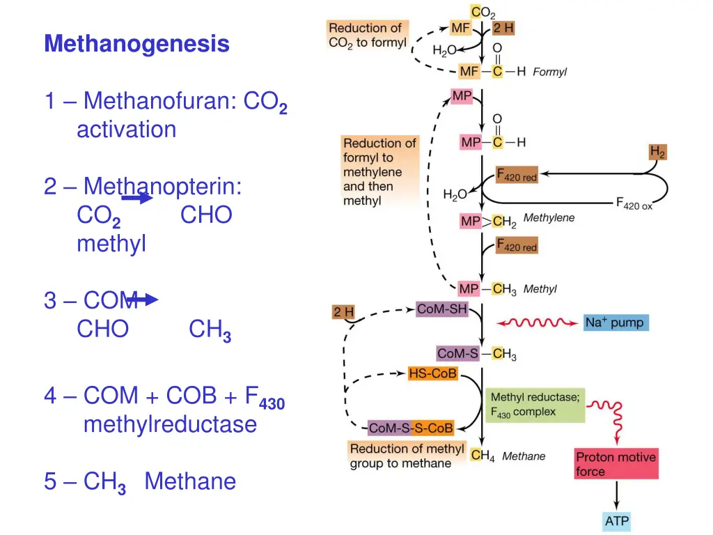 methanogenesis 1