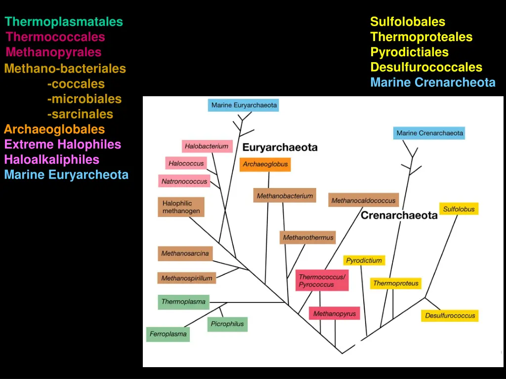 thermoplasmatales thermococcales methanopyrales