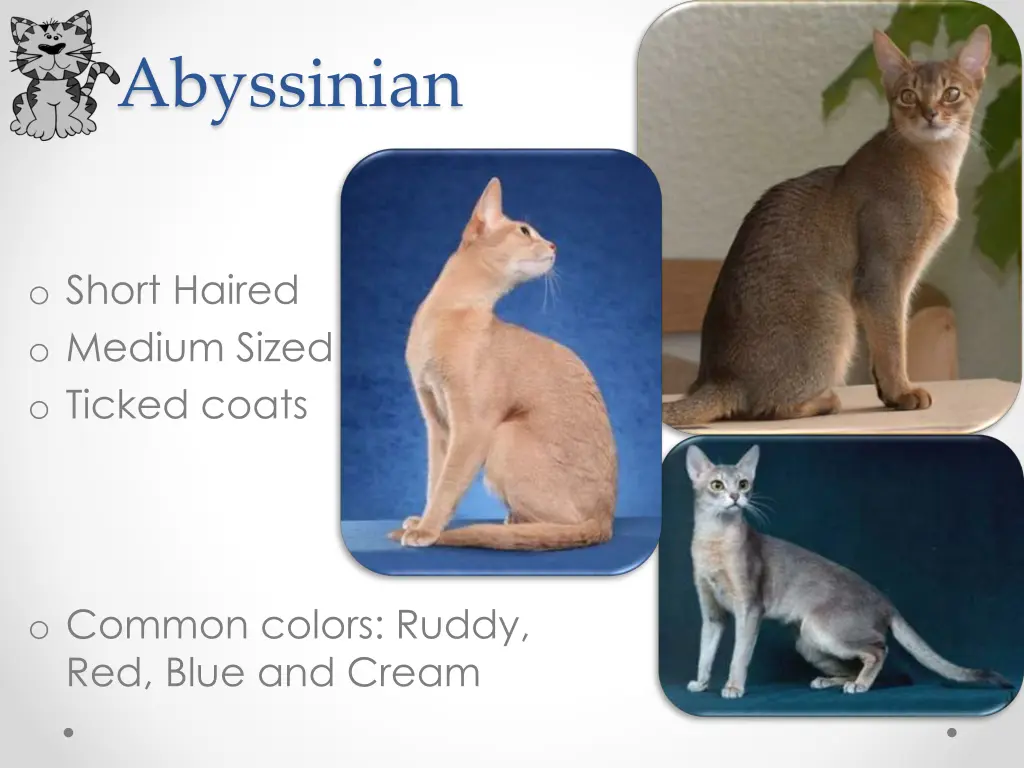 abyssinian