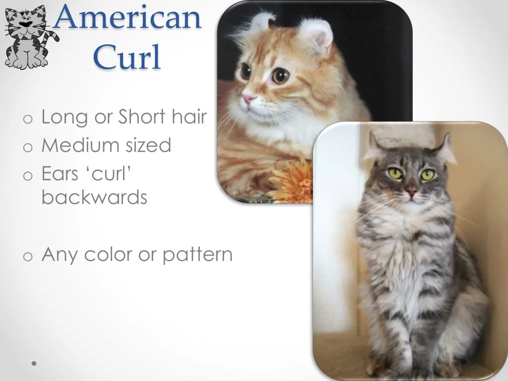 american curl