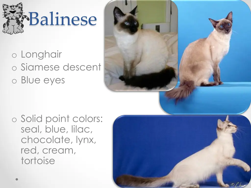 balinese