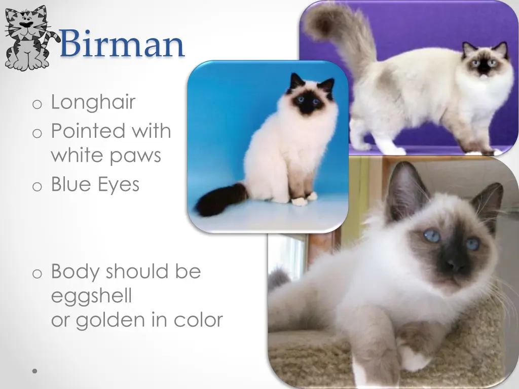 birman