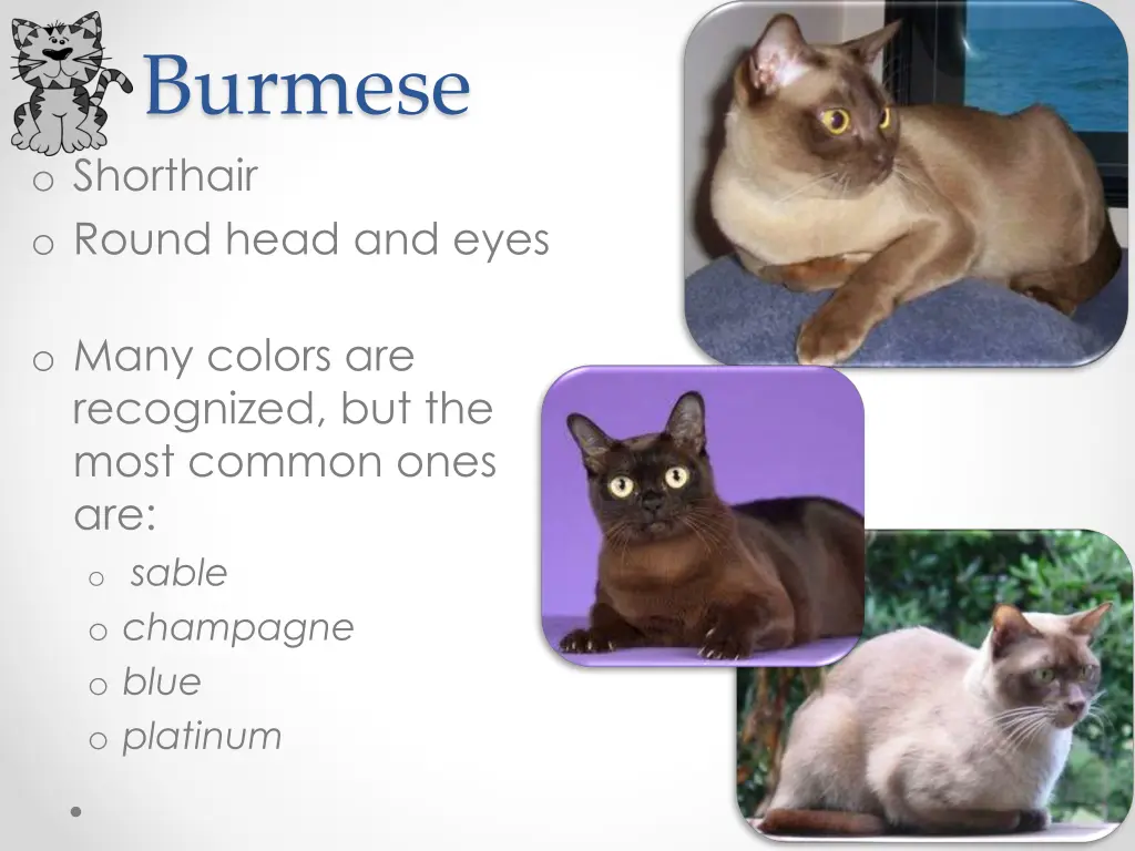 burmese o shorthair o round head and eyes