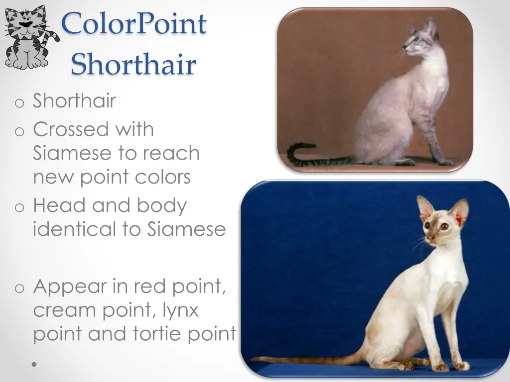 colorpoint shorthair o shorthair o crossed with