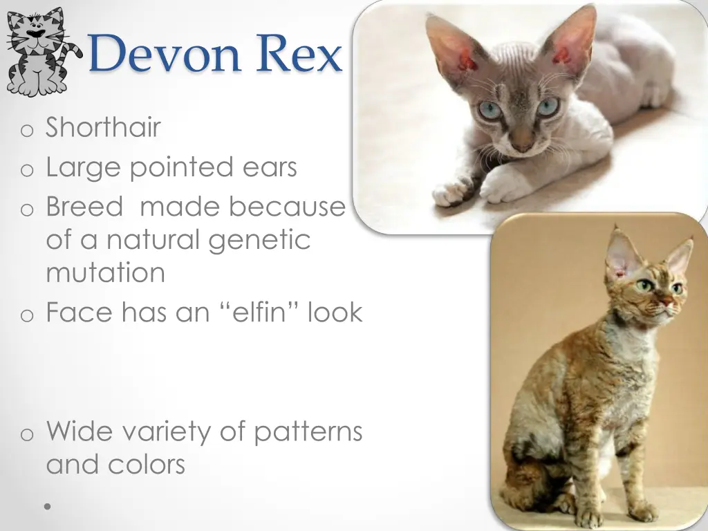 devon rex