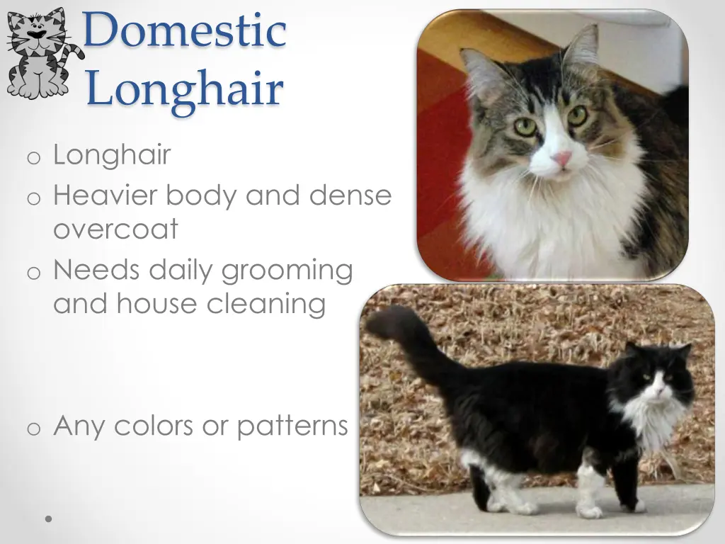 domestic longhair