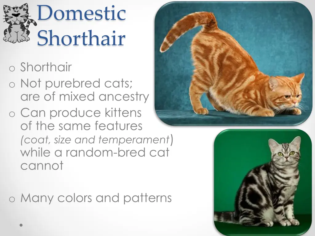 domestic shorthair
