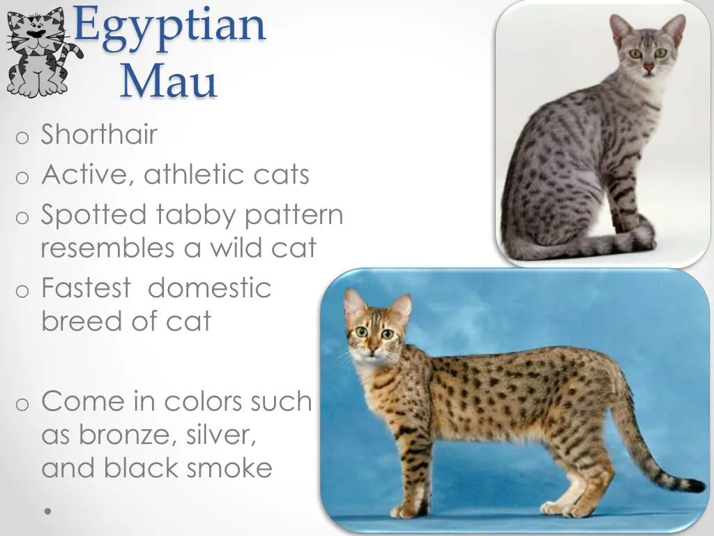 egyptian mau o shorthair o active athletic cats