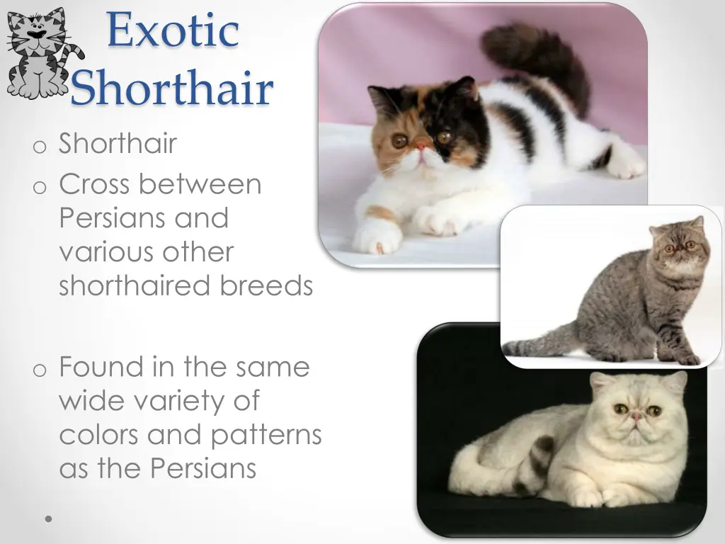 exotic shorthair o shorthair o cross between