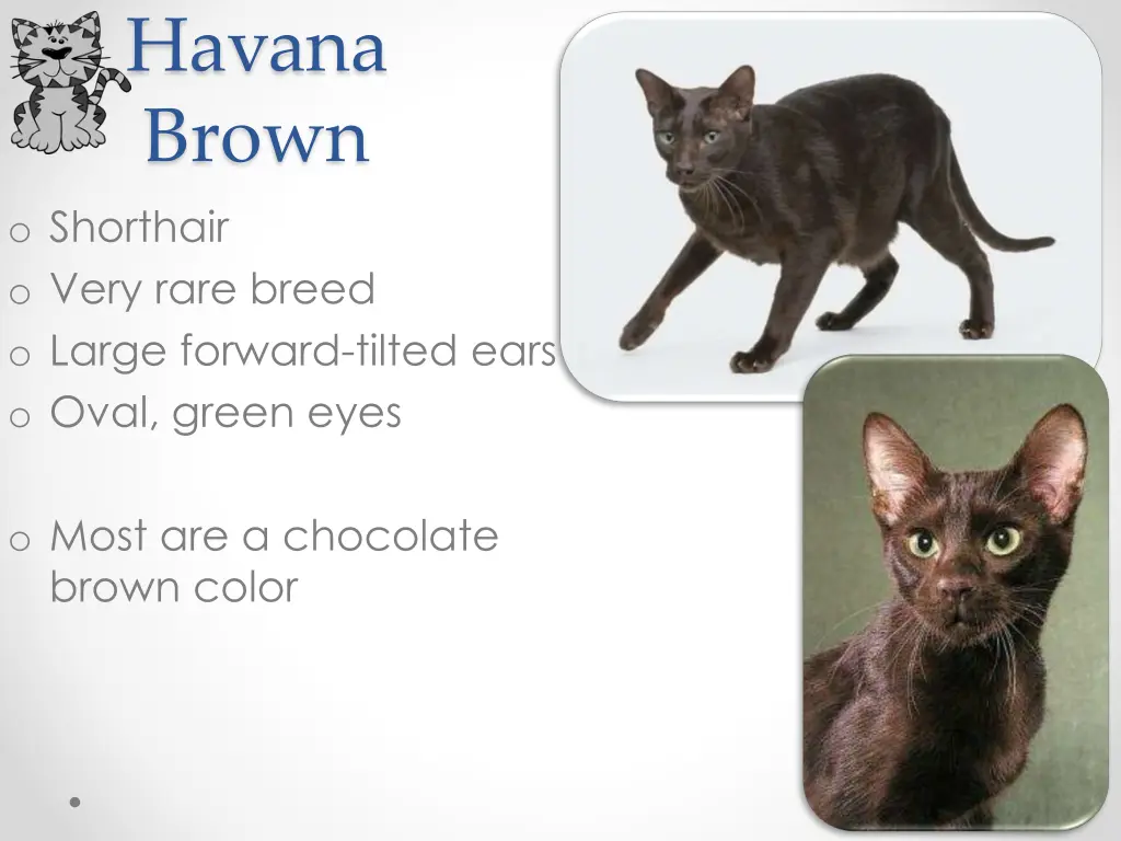 havana brown o shorthair o very rare breed