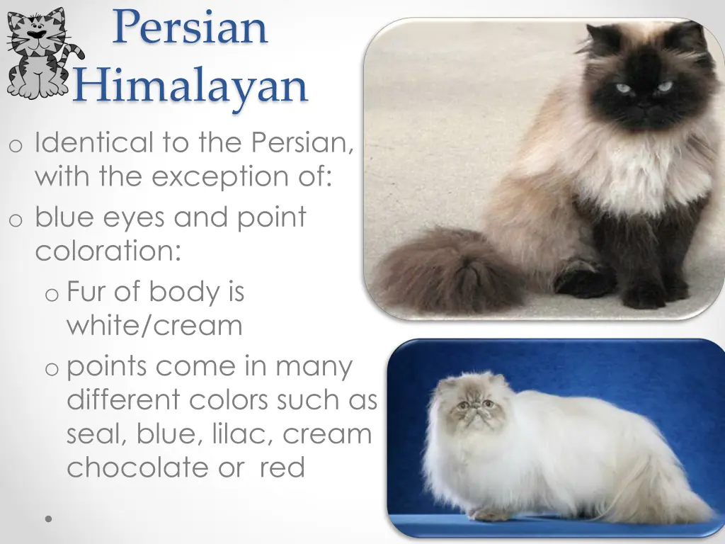 persian himalayan o identical to the persian with
