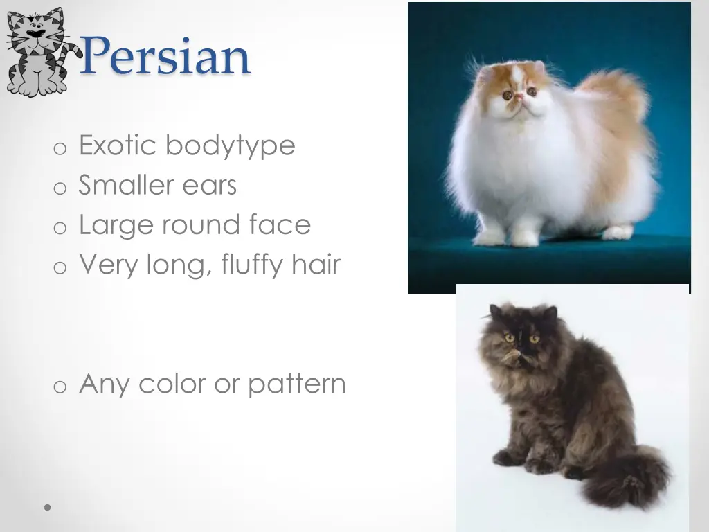 persian