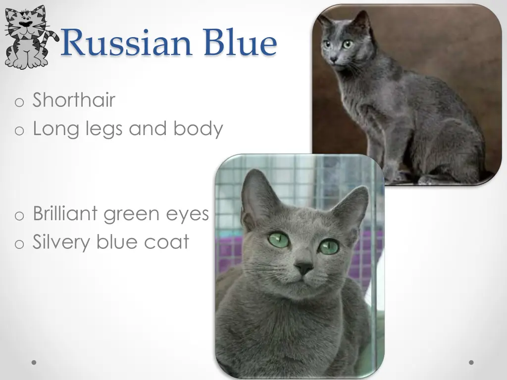 russian blue