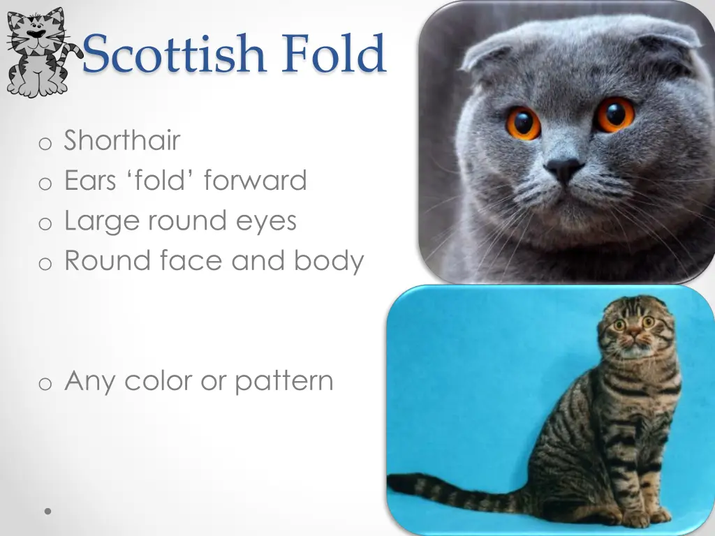 scottish fold