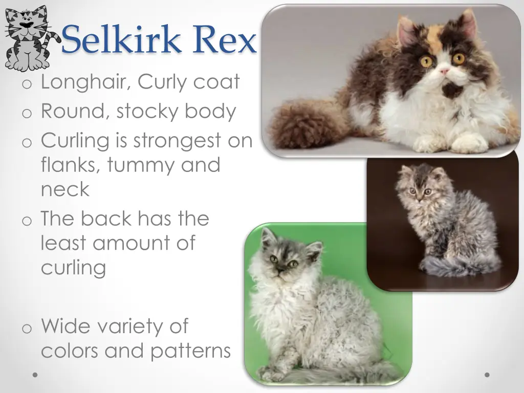 selkirk rex o longhair curly coat o round stocky