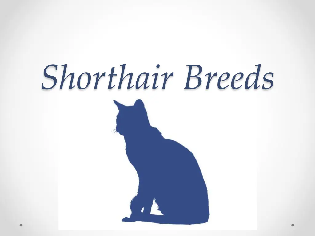 shorthair breeds