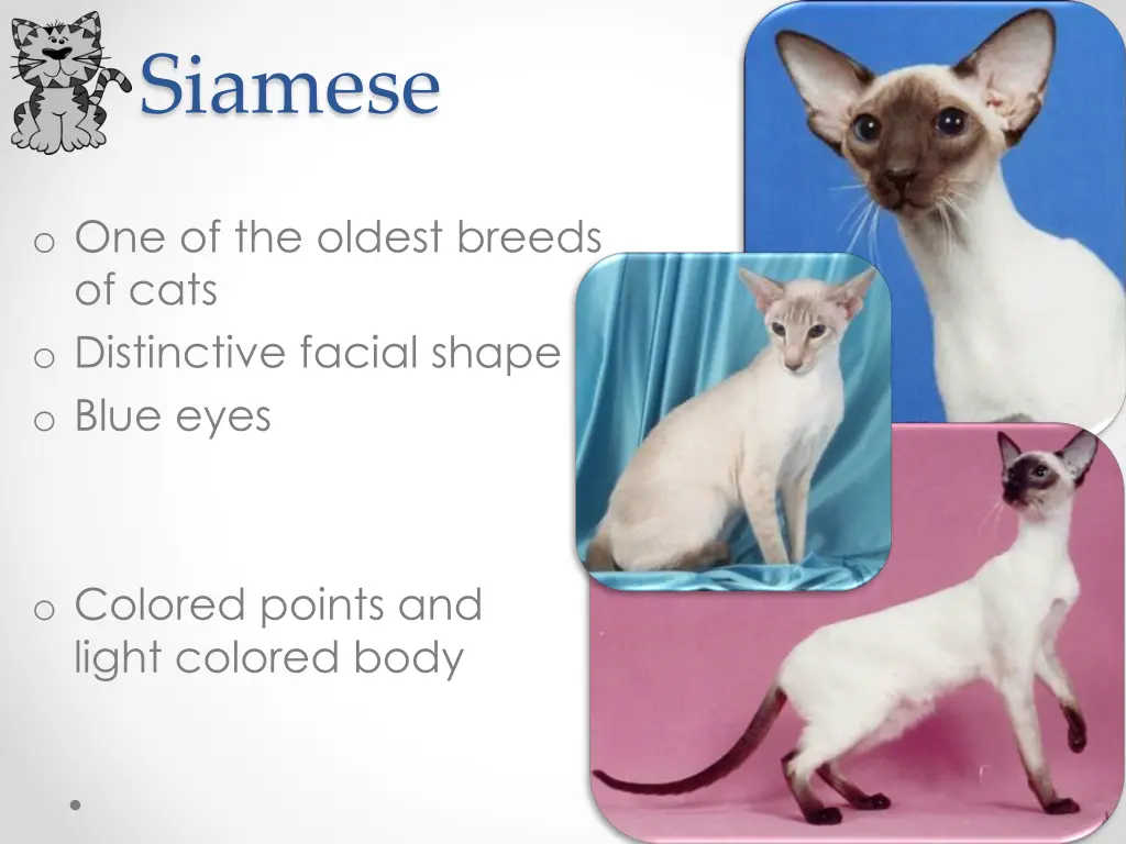 siamese