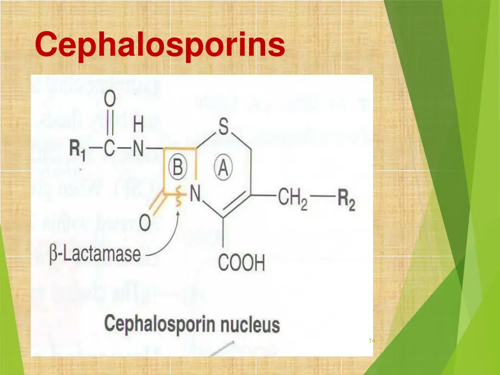 cephalosporins