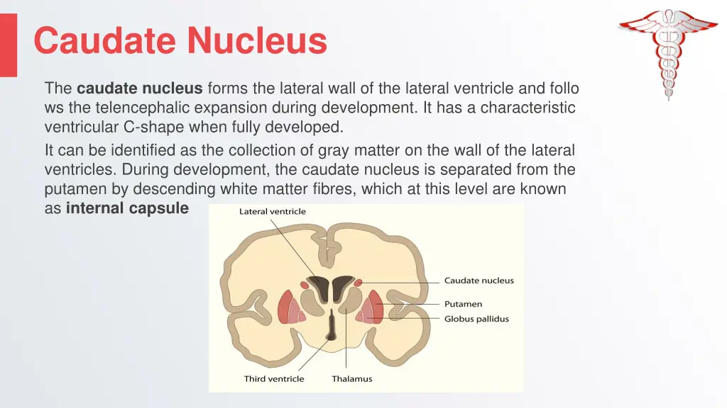 caudate nucleus