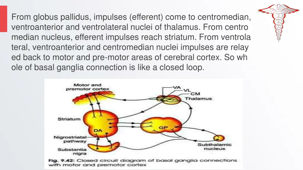 from globus pallidus impulses efferent come