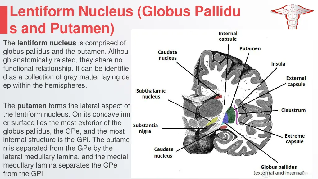 lentiform nucleus globus pallidu s and putamen