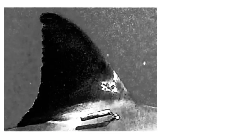slide17