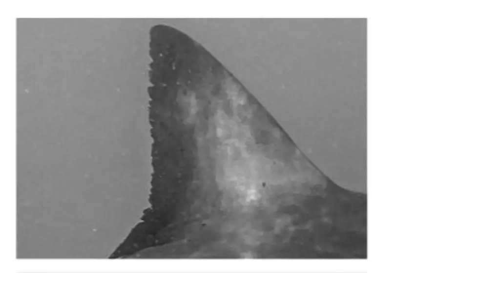 slide4