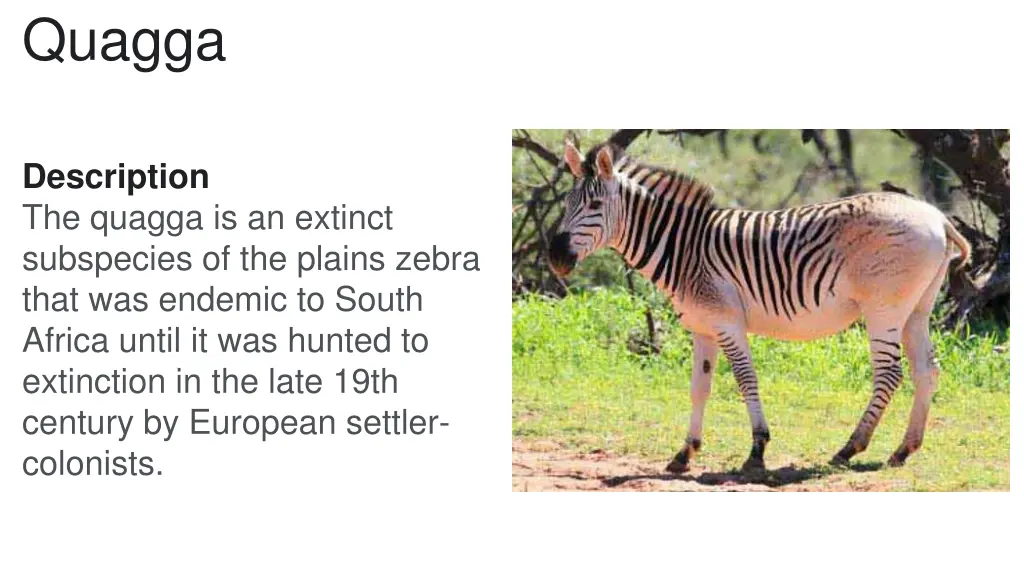 quagga