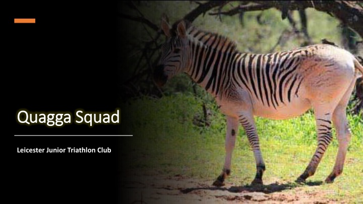 quagga squad quagga squad